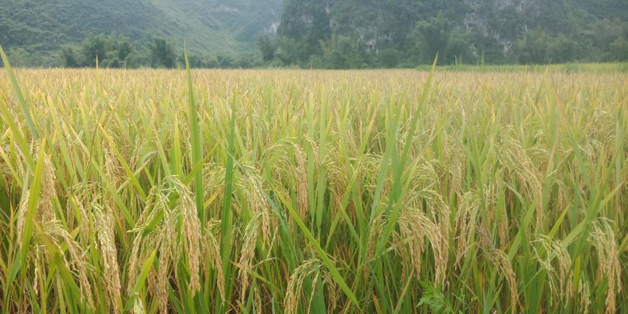 Yen Nhi Homestay Ban Gioc 까오방 외부 사진